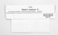 Bulgaria inquinans image